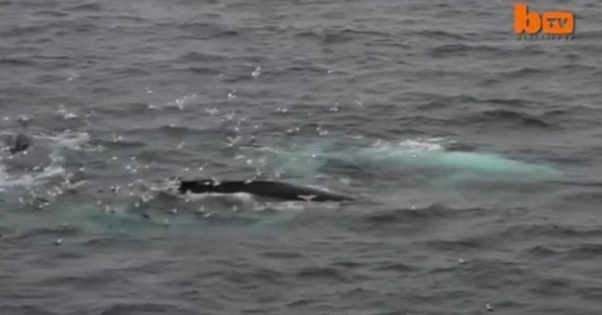 Rare White Humpback Whale Sighted In Norway | HuffPost Videos