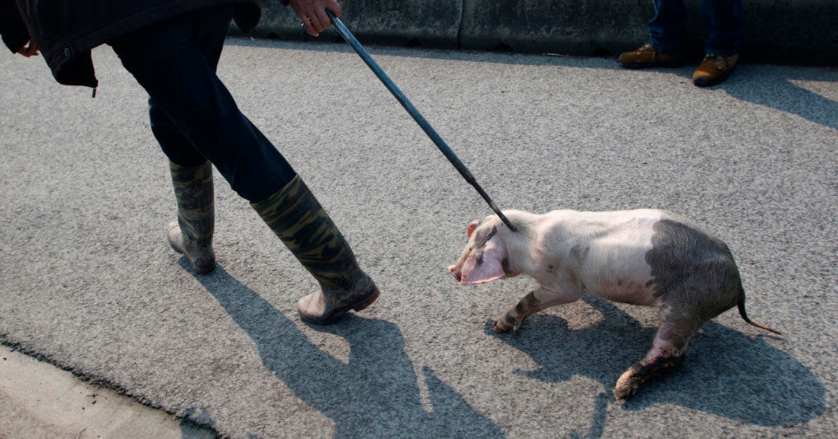 Illegal Pets HuffPost Videos