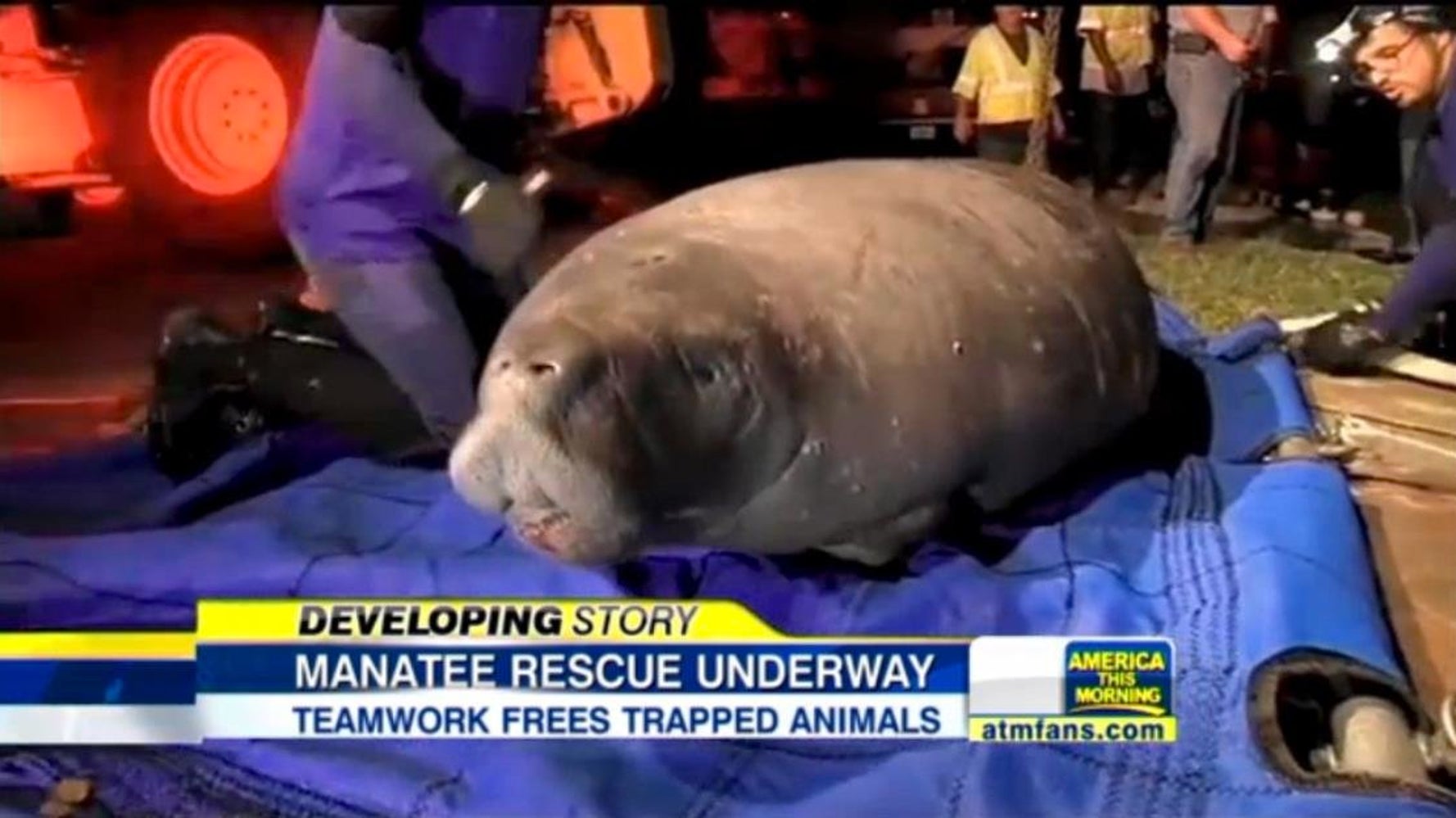 Manatees Rescued After Getting Trapped In Storm Drain HuffPost Videos(02)