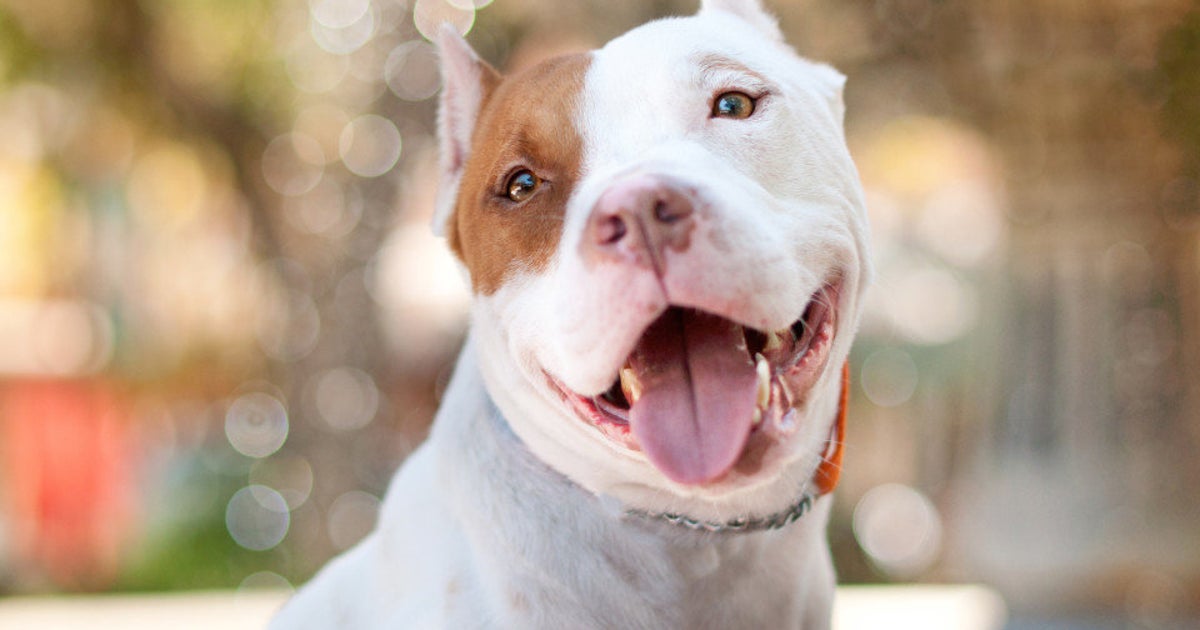 Dogs Can Tell When You're Lying HuffPost Videos