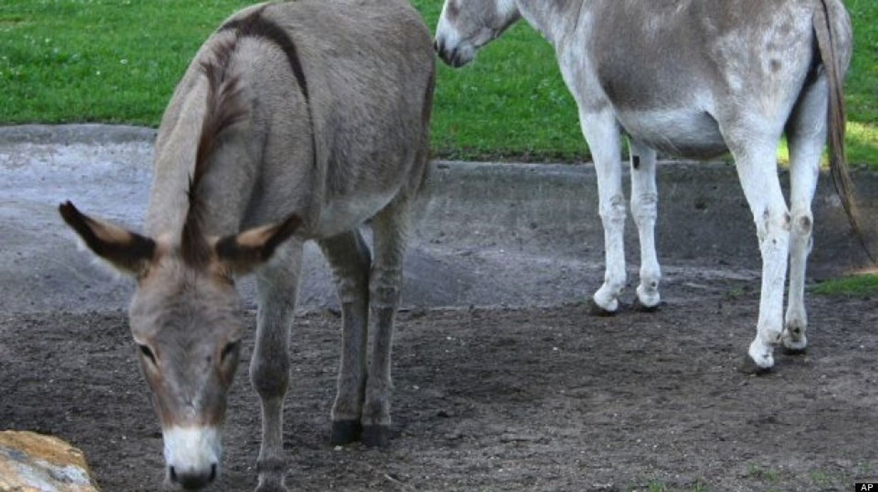 Separated In-Love Donkeys FINALLY Reunited Again.