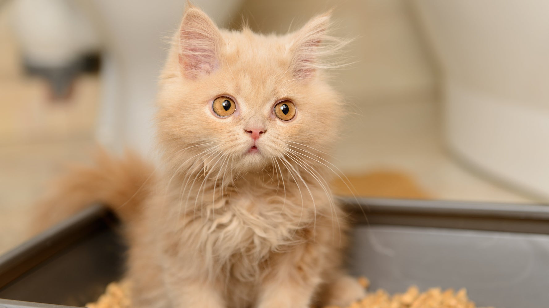 What Is Toxoplasmosis? Parasite In Litter Trays Could Help You A Business Fat Cat