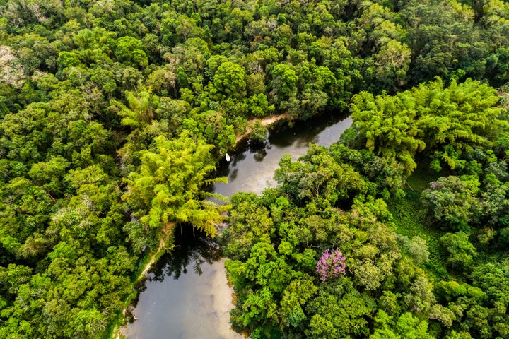 A power vacuum in Colombia has left previously inaccessible areas of the Amazon rainforest vulnerable to deforestation.