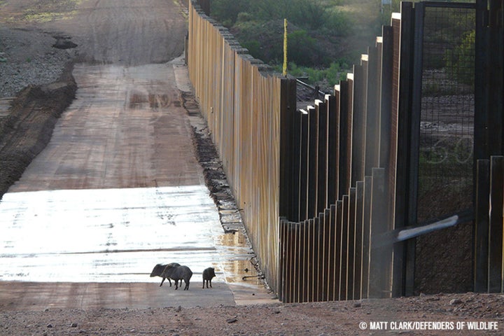 A family of javelinas, a type of wild hoofed animal similar to pigs, near a section of wall on the U.S.-Mexico border ne