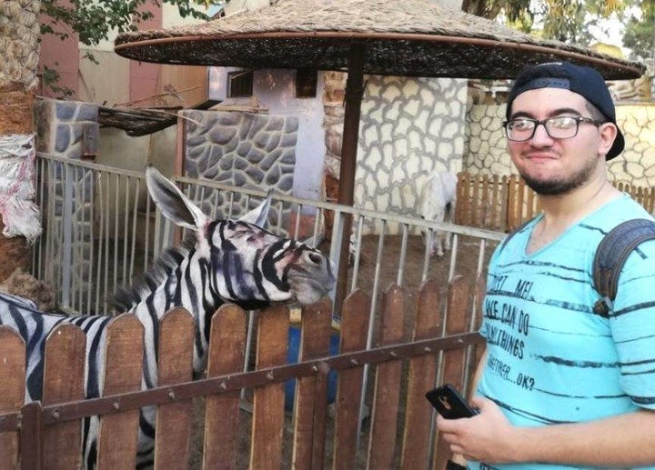 Observers have noticed that this animal's snout is gray, rather than black, and its ears seem larger than a typical zebra's ears.