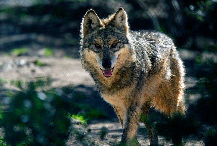 The endangered Mexican gray wolf is one animal scientists say would be harmed by the wall.