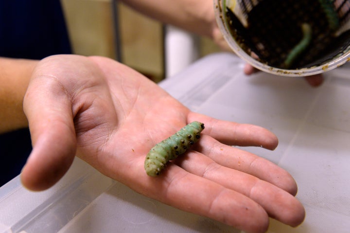 Compared with cows, pigs and chickens, insects require far fewer resources to provide the same amount of protein, but insect farmers acknowledge that they face a challenge with Western consumer tastes.