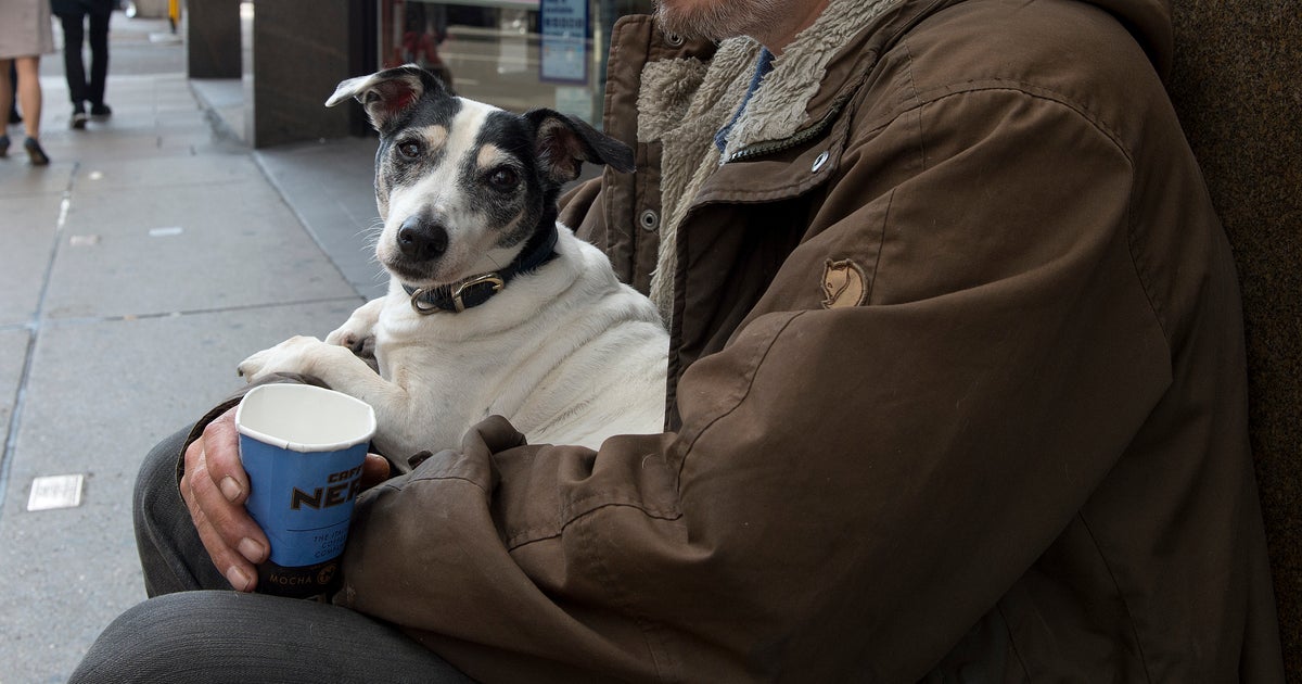 Homeless Dogs Are Being Treated For Heatstroke, Sunburn And Blistered