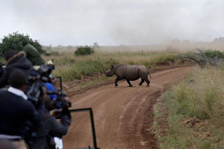 A female black rhino crosses a road during a translocation exercise in Nairobi National Park, Kenya. Some of the rhinos transferred to Tsavo East National Park last month came from Nairobi National Park.