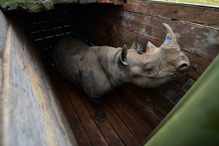 A female black rhinoceros in a transport crate bound for Tsavo East National Park.