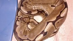 Snakes In A Bed – Woman Wakes Up Next To 3ft Python In West London Flat