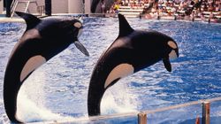 Thomas Cook Will Stop Selling Tickets To SeaWorld Over Animal Welfare Concerns