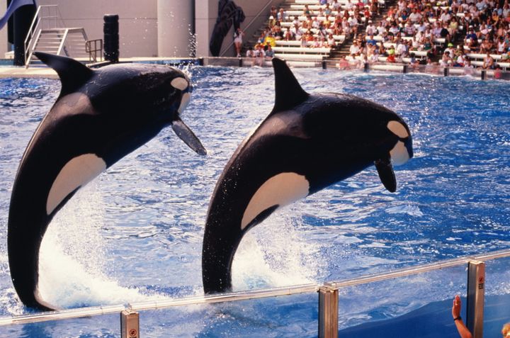 Travel firm Thomas Cook will stop selling tickets to SeaWorld from next summer, it announced on Sunday.