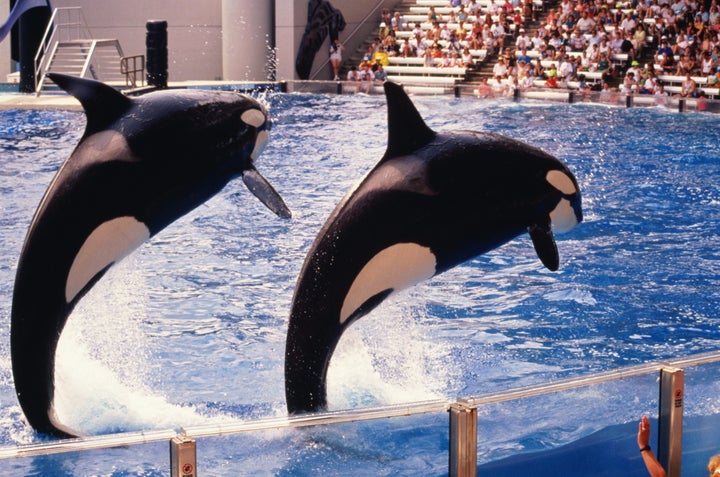 Travel firm Thomas Cook will stop selling tickets to SeaWorld from next summer, it announced on Sunday.