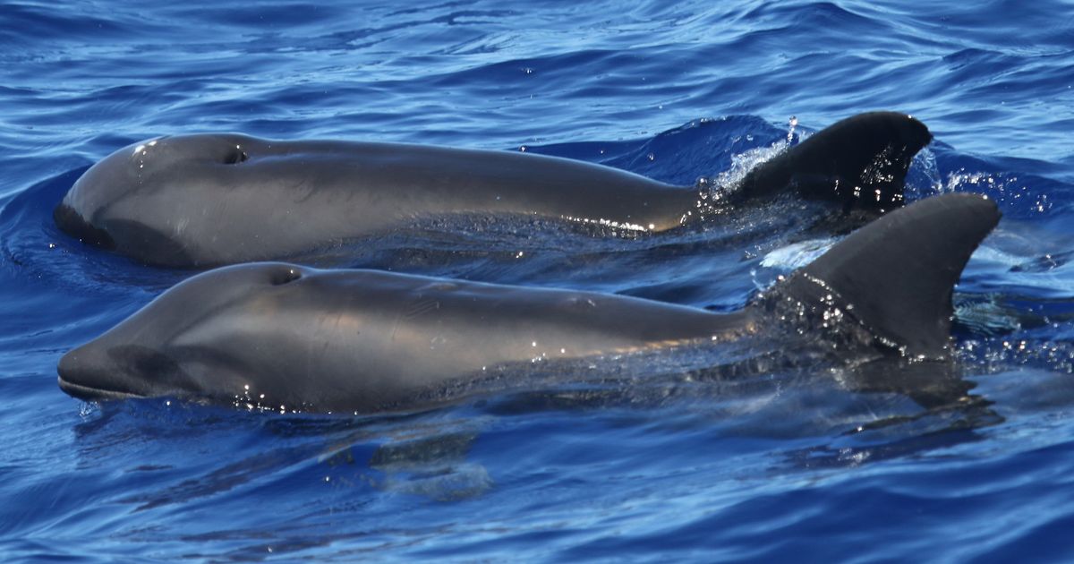 WATCH: Dozens of dolphins beached on France's Atlantic coast