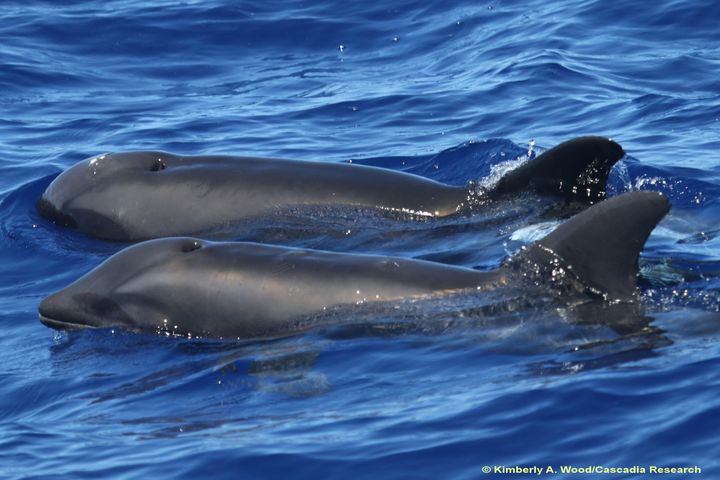 The hybrid is in the front, with the melon-headed whale that researchers suspect is the mother. Aww!