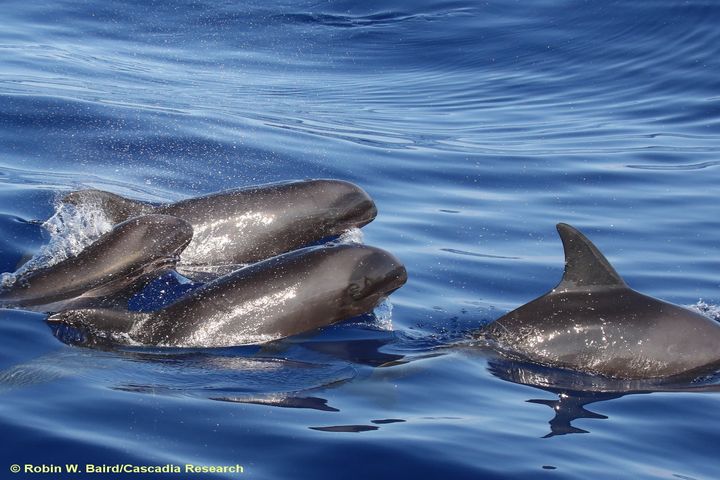 Melon-headed whales. Researchers believe a melon-headed whale was the mother of the hybrid.