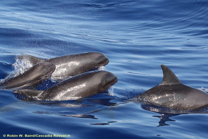 Melon-headed whales. Researchers believe a melon-headed whale was the mother of the hybrid.