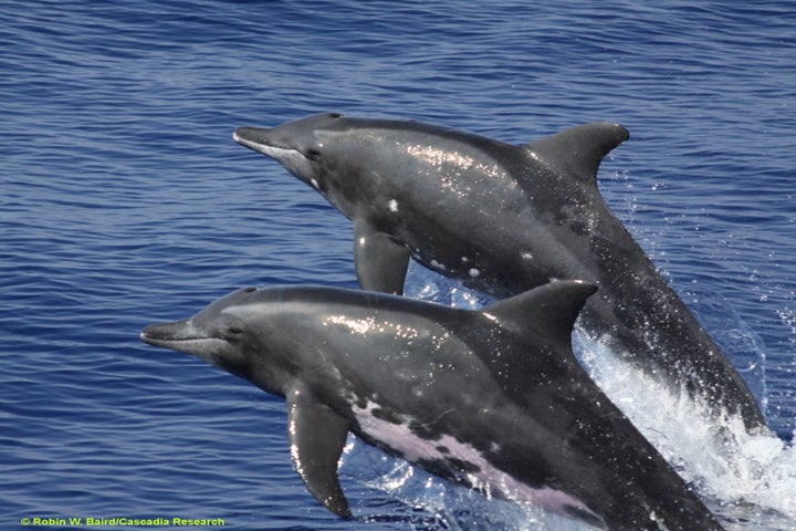 Rough-toothed dolphins. Researchers believe a rough-toothed dolphin was the father of the hybrid.