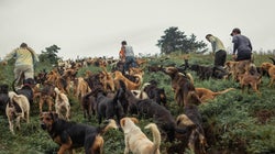 Costa Rica: Auf diesem Berg leben Tausend Hunde – aus einem besonderen