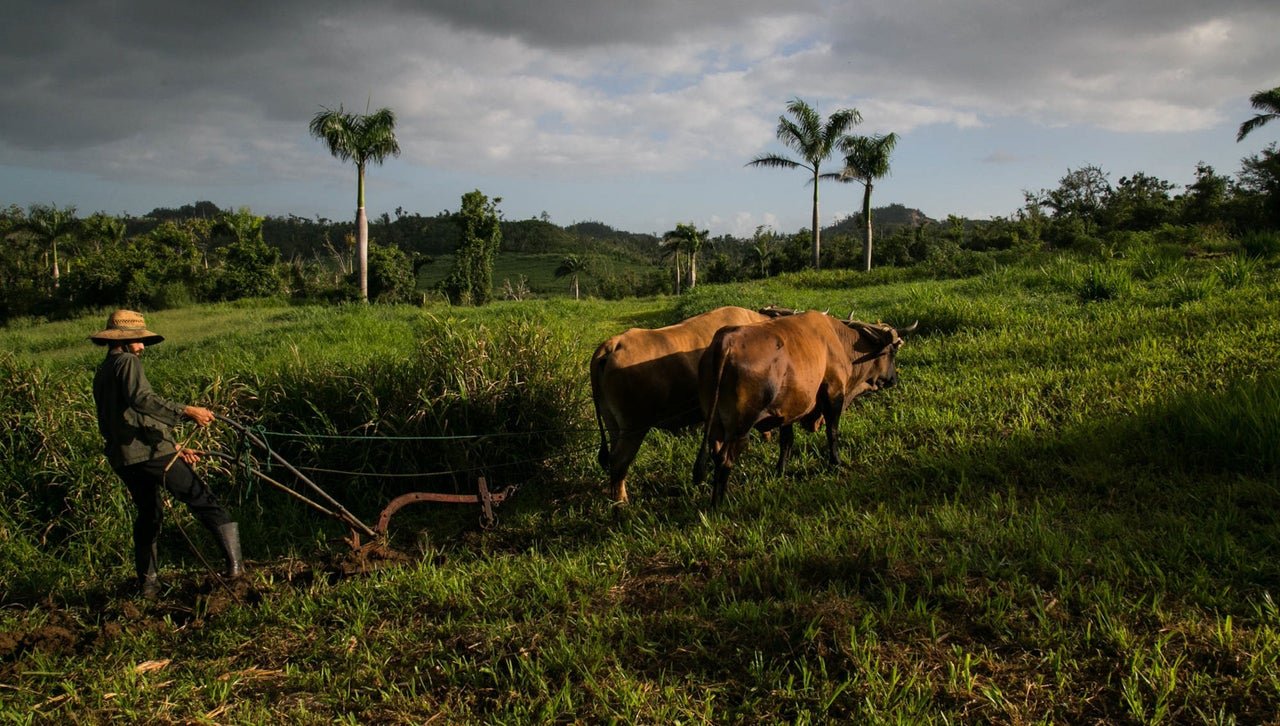 Ian Pagán Roig rose early in the morning to use his oxen, Josco and Caramelo, to plow his land to prepare it for planting. In Roig's words, El Josco Bravo farm represents “that new vision of farming far from the exploitative agribusiness of the past. Now it is farming that considers not only the immediacy of production and economic profit but also sustenance and the integrity of the ecosystem in the long-term.”