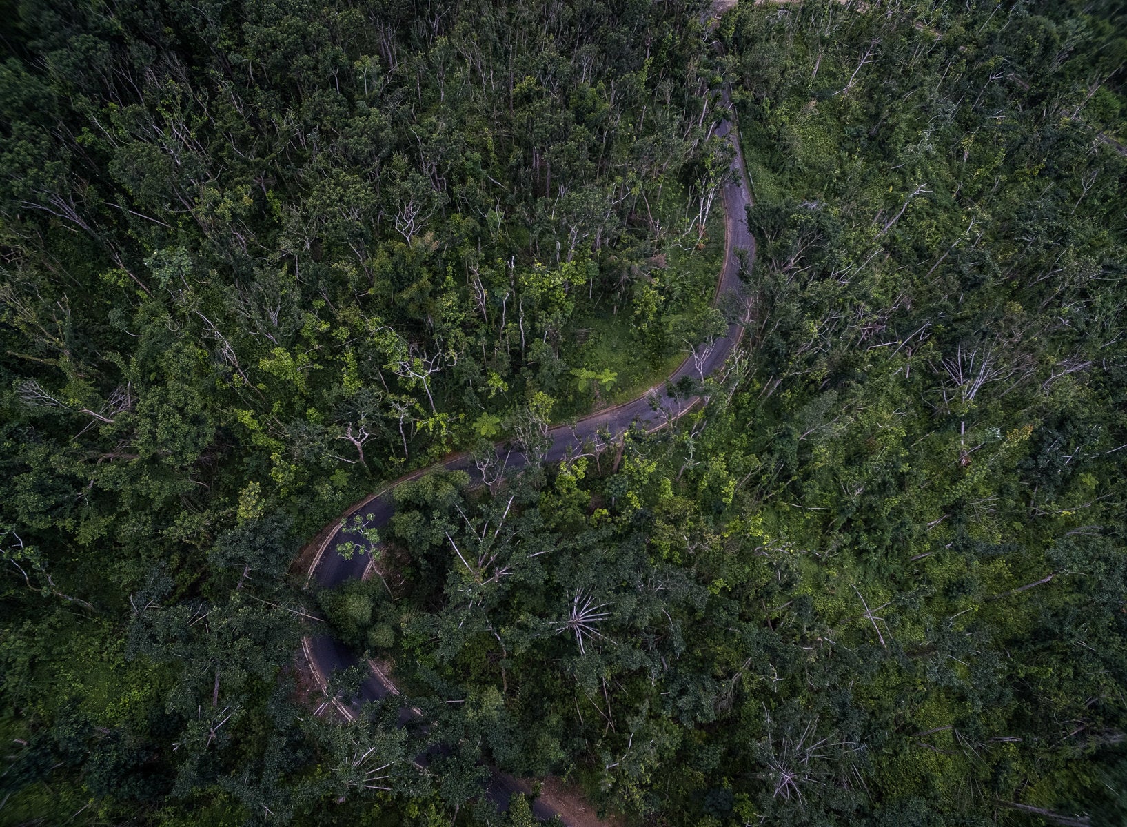 To the unfamiliar eye, El Yunque National Forest may look like it has already completely recovered. However, the plant life t
