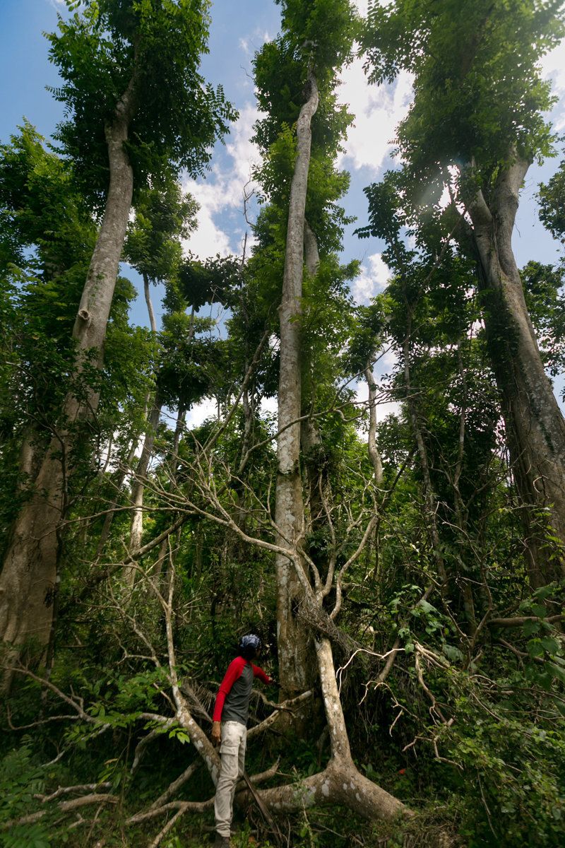 Rey Cruz Aguilar, a graduate student in ecology at the University of Puerto Rico-Mayaguez, shows off three large African Tulip trees that grew from the posts of an old fence. He monitors small, novel forests like this one to track how invasive species provide ecological benefits to native species