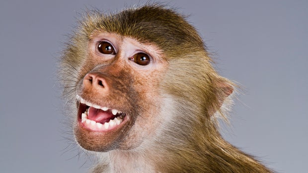 Baboon smiling, Papio Hamadryas