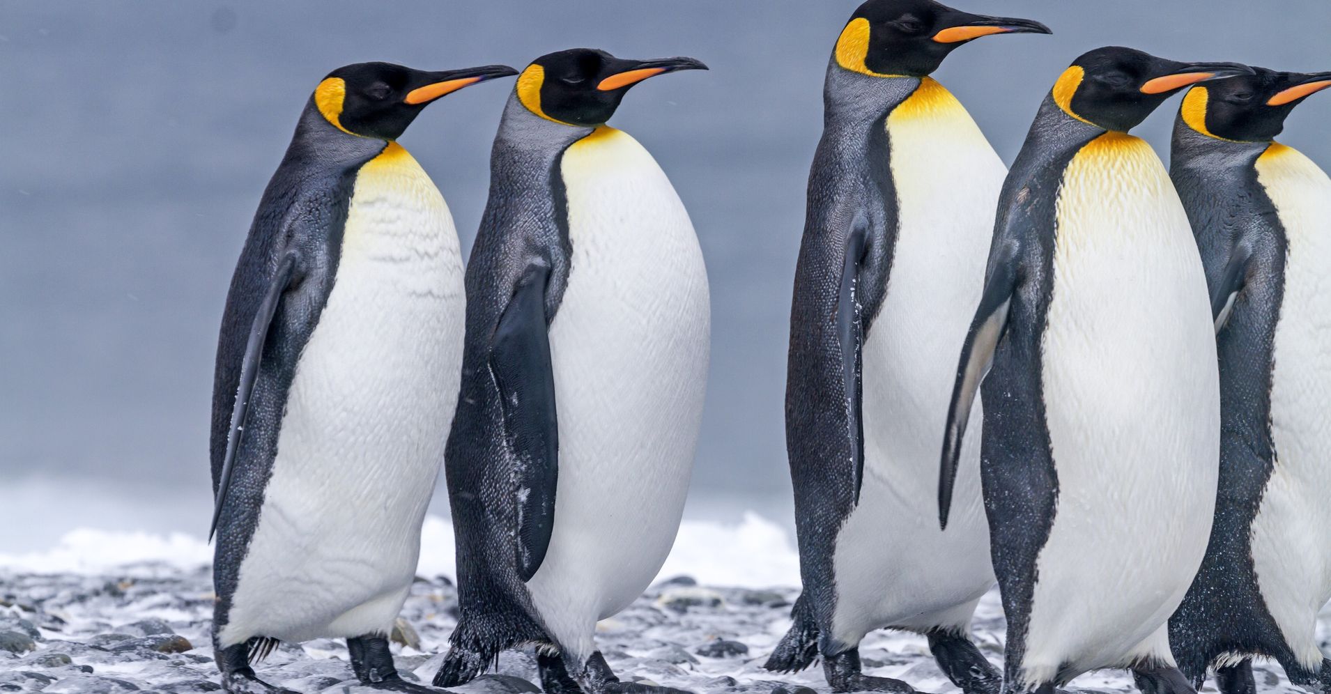 world-s-largest-king-penguin-colony-has-mysteriously-shrunk-by-90