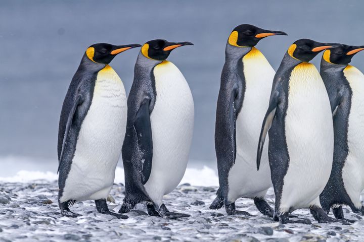 The population of the world’s largest king penguin colony has shrunk by 90 percent since the 1980s, a new study says.