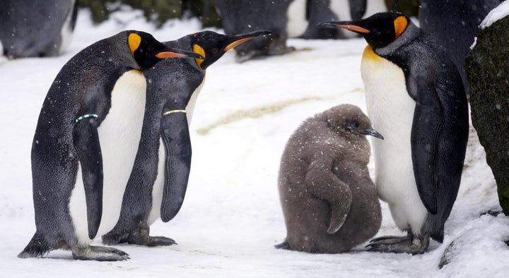 A baby king penguin surrounded by adult animals. 