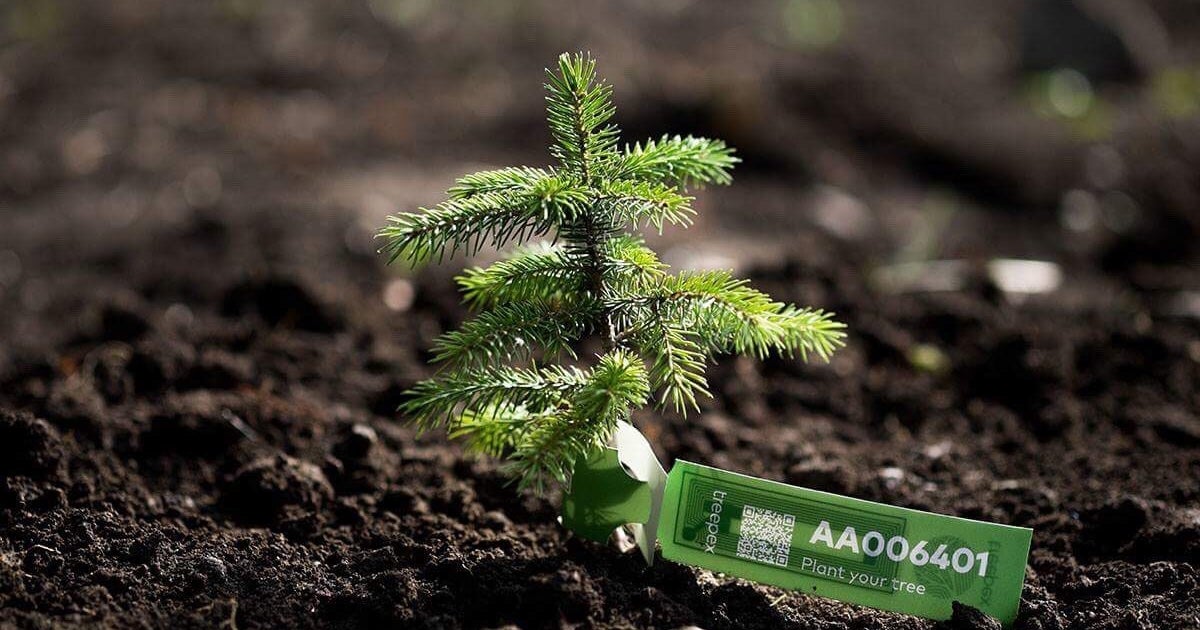Treespond Plants A Tree Every Time Trump Tweets About Climate Change ...