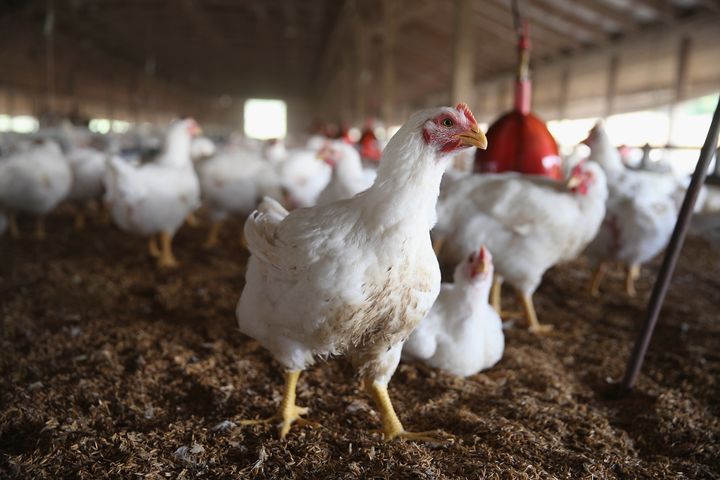 Chickens gather around a feeder at a farm in Iowa. A Mississippi chicken company settled a lawsuit this week brought by 11 workers.