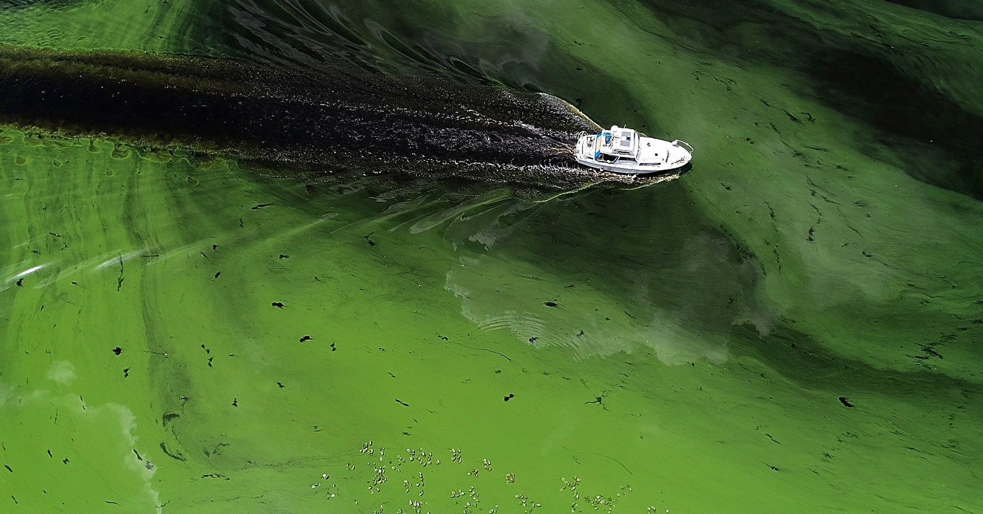 record-red-tide-of-toxic-algae-is-killing-wildlife-in-florida-huffpost