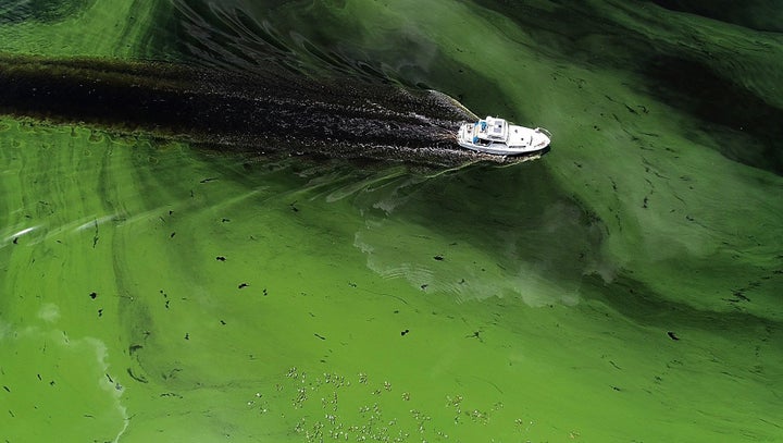 A boat sails through a deepening algae bloom across the Caloosahatchee River in Labelle, Florida, on June 27.