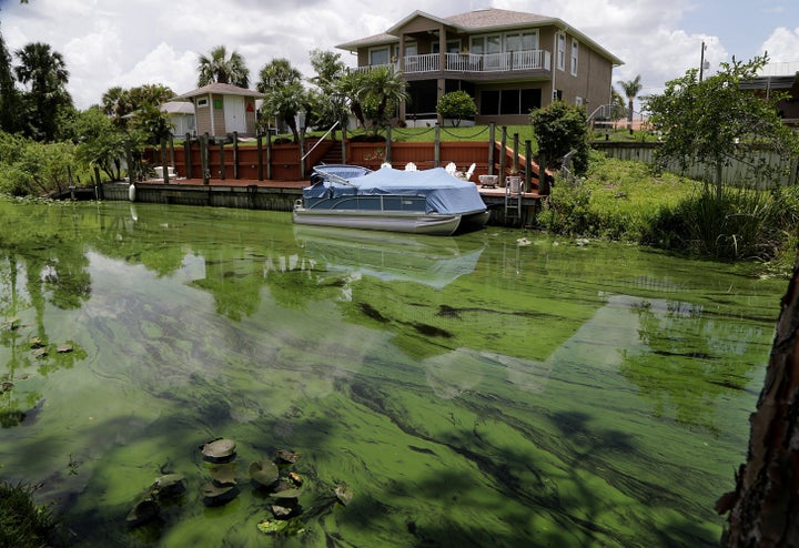 A deepening algae bloom seen at a canal behind houses on the south side of Calooshatchee River in the River Oaks on June 27.