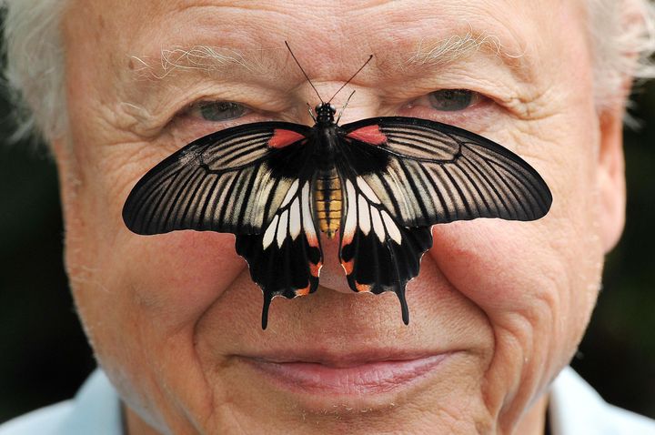 <strong>Butterfly Conservation President Sir David Attenborough with a south east Asian Great Mormon Butterfly on his nose, as he launched the Big Butterfly Count last month </strong>