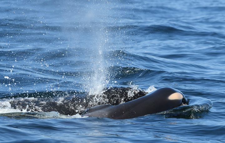In this photo taken July 24, a baby orca whale is being pushed by her mother after being born off the Canada coast near Victoria, British Columbia. The new orca died soon after being born. 