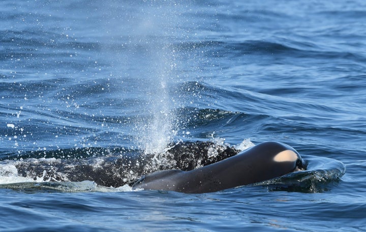 In this photo taken July 24, a baby orca whale is being pushed by her mother after being born off the Canada coast near Victoria, British Columbia. The new orca died soon after being born.