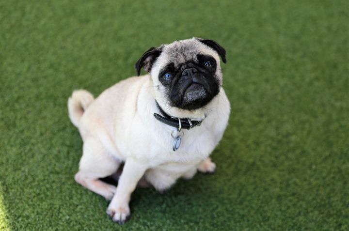 Flat-faced dogs pay a breathtaking price for their desirable looks.