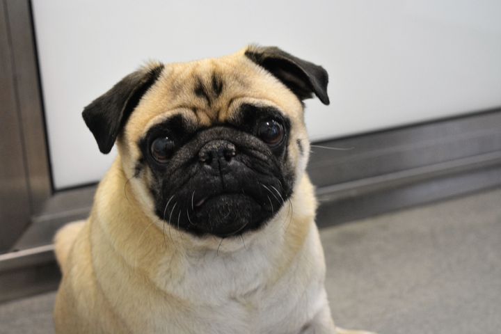 Pug Frankie is one of a rising number of flat-faced dogs coming into Battersea.