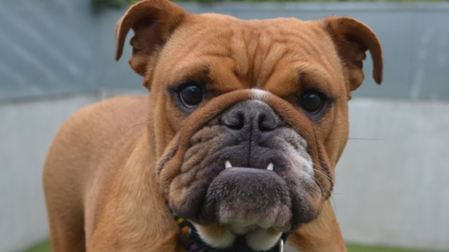 the-breathtaking-cost-of-breeding-flat-faced-dogs-huffpost-uk-life