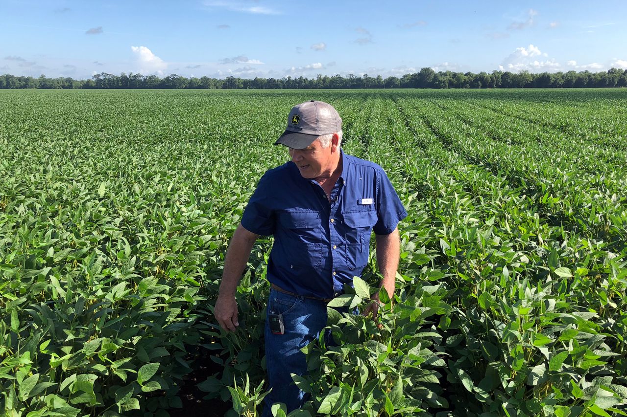 Soybean farmer Raymond Schexnayder Jr. checks out his crops.