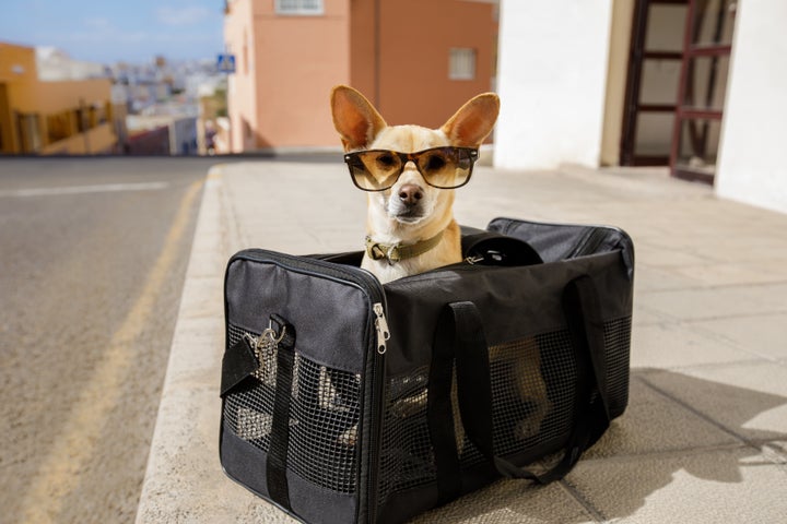 This dog is taking full advantage of his annual leave benefits, but most U.S. workers aren't.