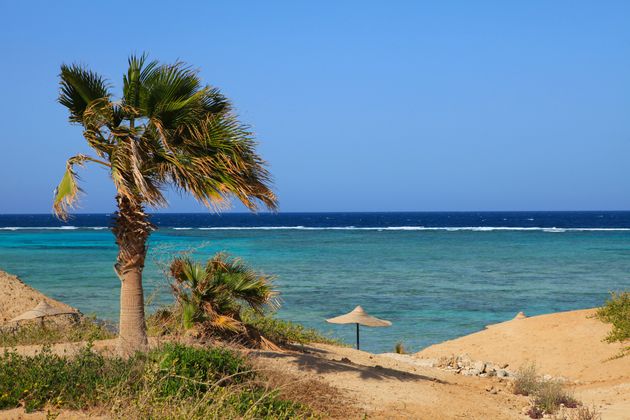 The man is believed to have been attacked 20km north of Marsa Alam (file picture)