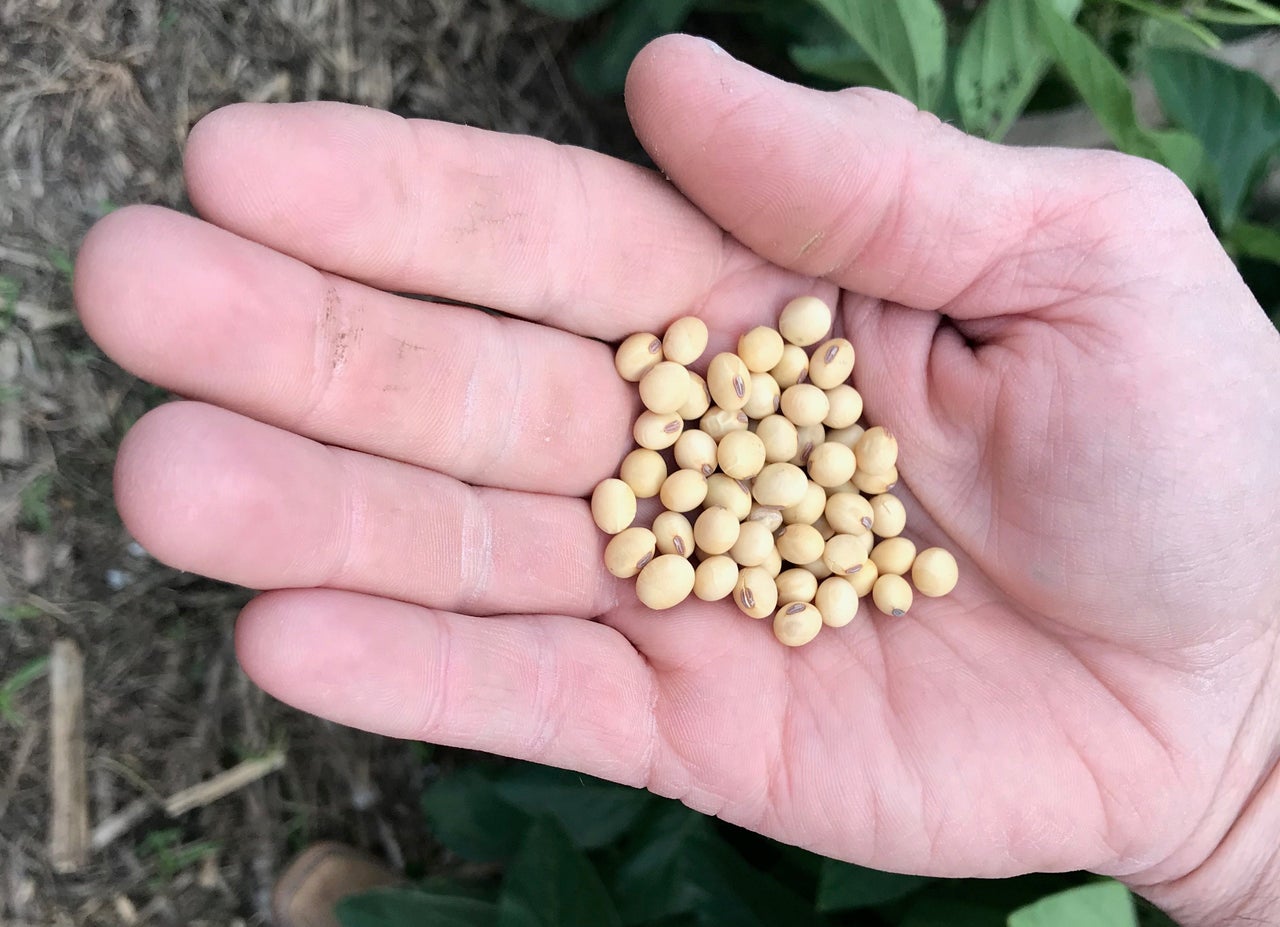 Soybeans! These suckers aren't worth what they were a few months ago.