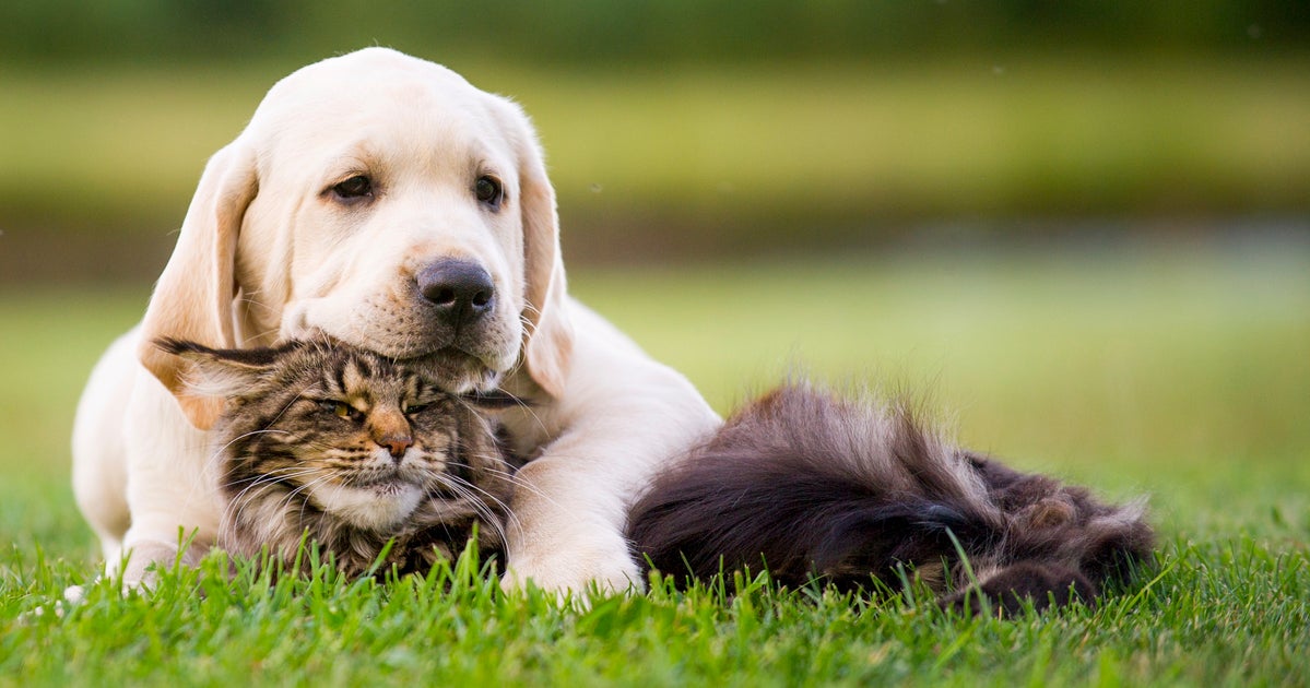 Revealed The Top Cat And Dog Names Of 2018 HuffPost UK Life