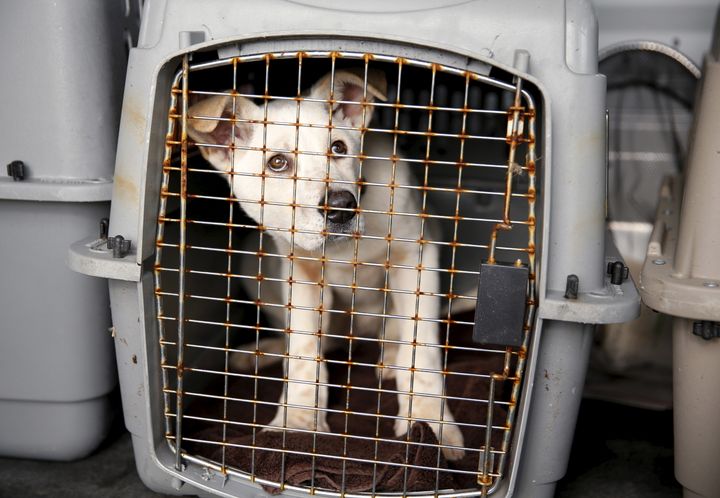 A dog rescued by Humane Society International (HSI) from a dog meat farm in South Korea in 2015 