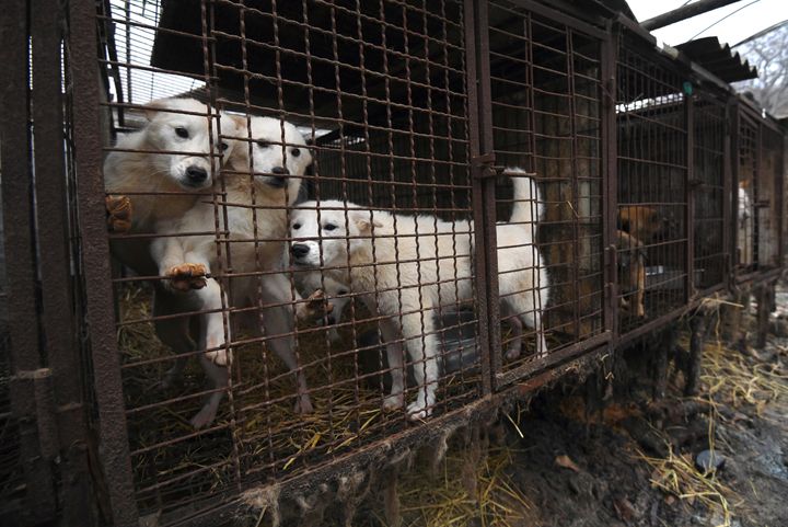 Dogs at a meat farm on the outskirts of Seoul in 2017 