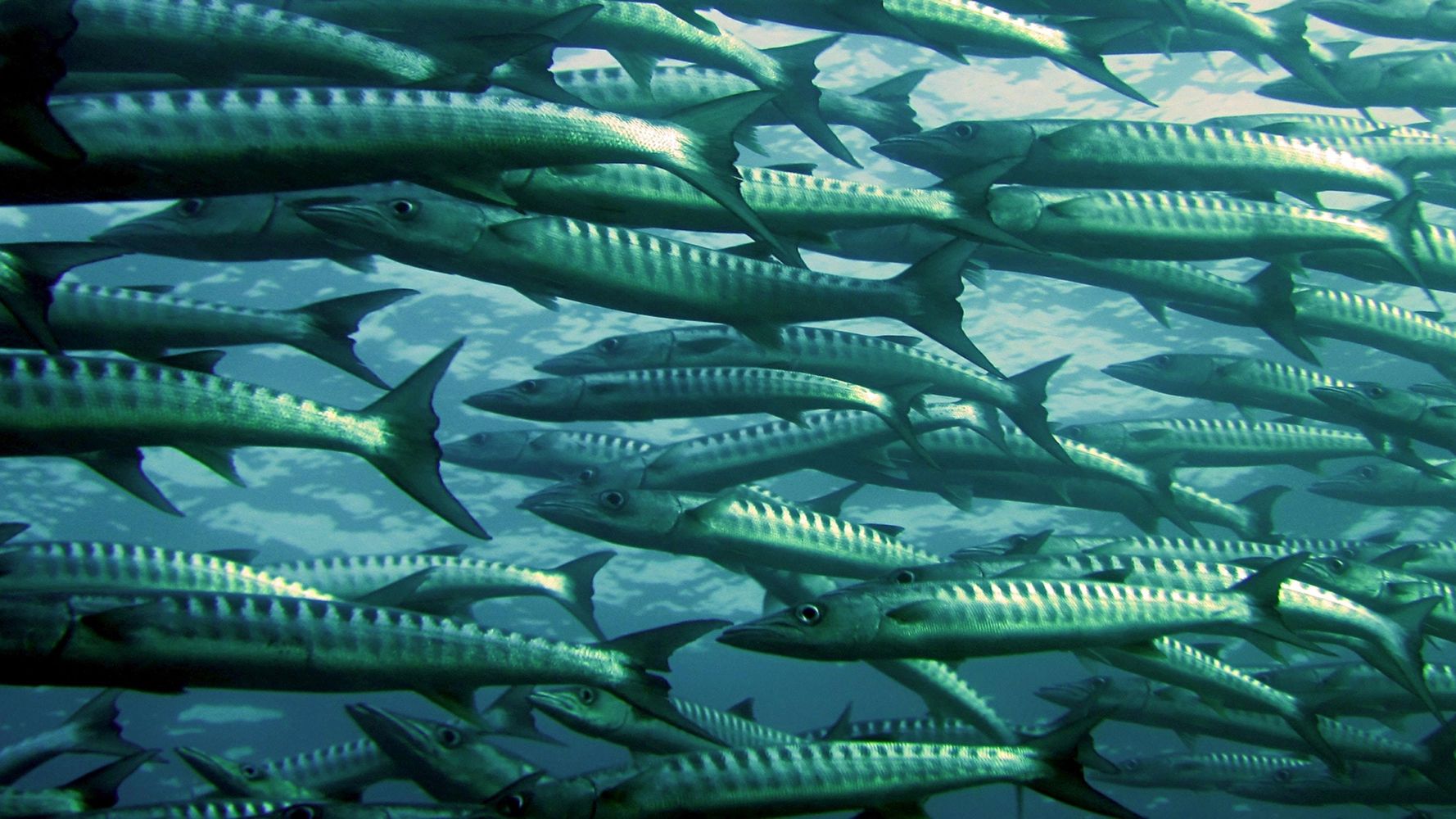 fish-are-losing-their-sense-of-smell-huffpost